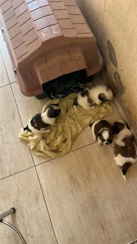 Filhotes de shihtzu disponíveis