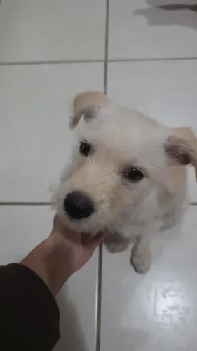 Filhote macho porte pequeno | 3 meses | Vacinado | Adoção responsável