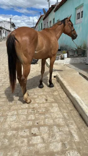 Potra Baia, Dois anos e 7 meses