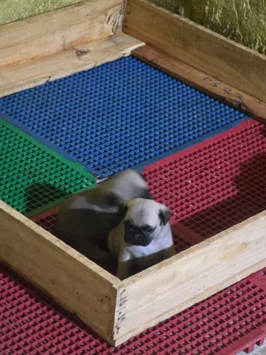 Pug macho