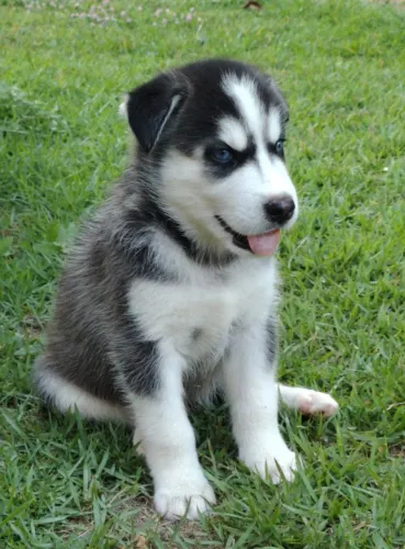 Filhote husky siberiano