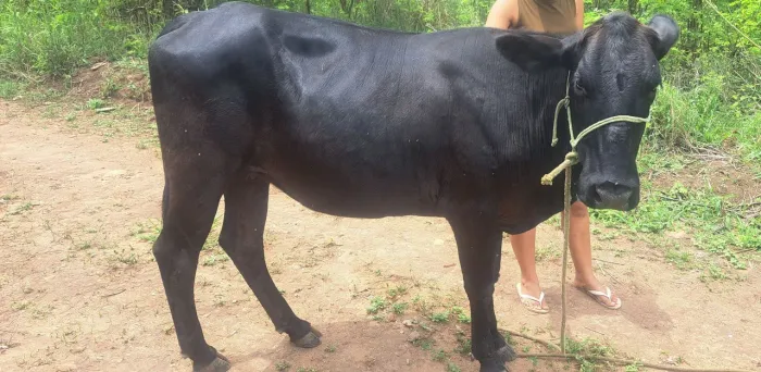 Novilha de raça leiteira
