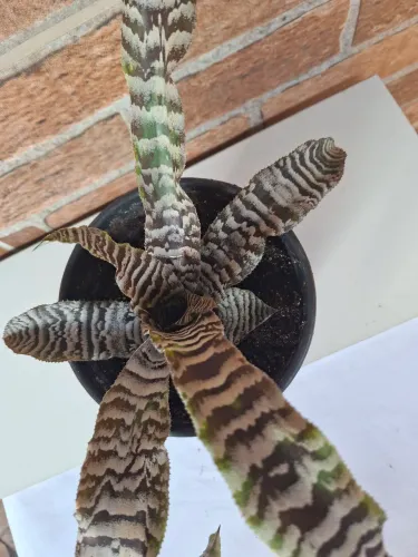 Planta Bromelia zebra