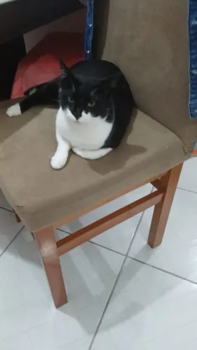 Doação de gatos 