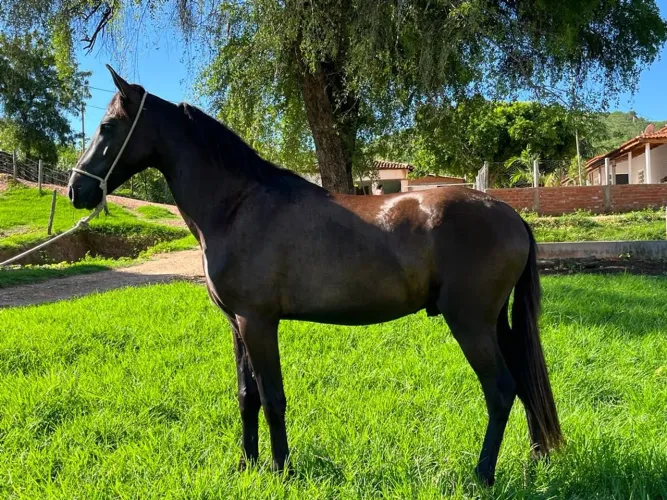 Cavalo mangalarga marchador marcha picada