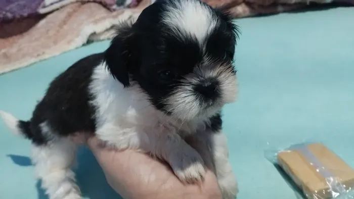 Lindas femias shih tzu