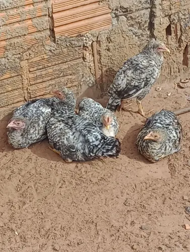 Vendo 5 franguinhos ainda meio pequeno duas frangas lindas quase botando e um frango