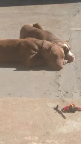 Pitbull pitmonster + rednose filhotes