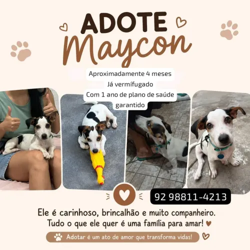 Doação de cachorrinho 