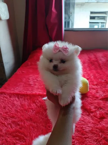 Spitz Alemão lindos filhotes disponíveis