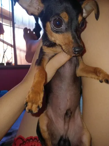 Cachorro pinscher 