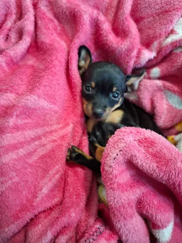 Filhote de Pinscher