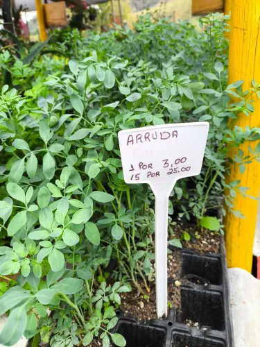 Arruda