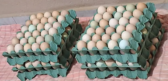 Vende-se Ovos caipira para Choca.