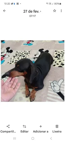 Basset fêmea 