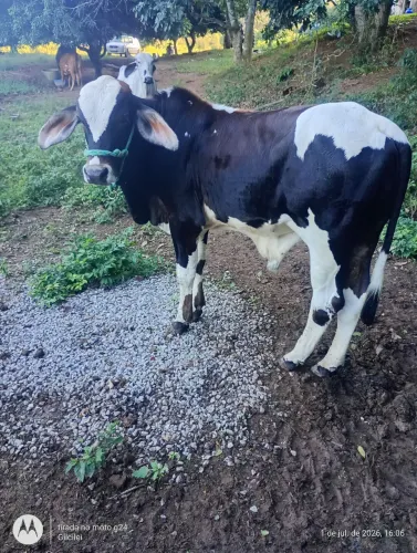 Bezerro mestiço 