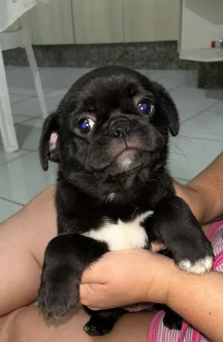 Pug fêmea e macho de 61 dias