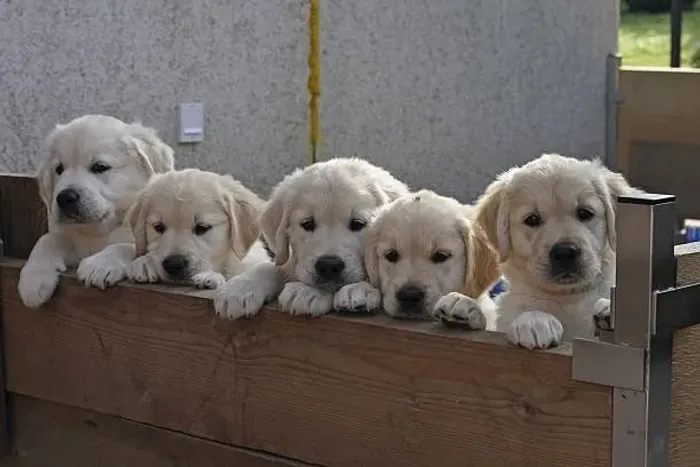 ? Golden Retriever | Filhotes Dóceis e Muito Carinhosos