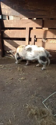 Mini porco