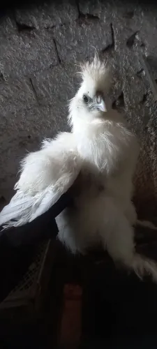Galinha sedosa do Japão 