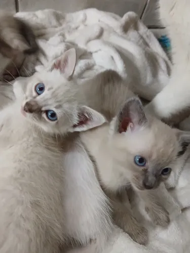 Gatos