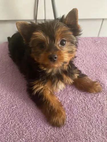 Yorkshire Macho Com 3 Meses