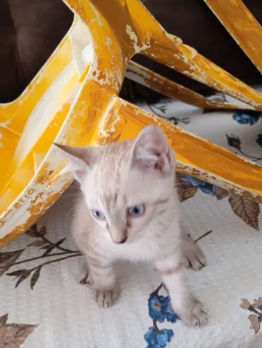 Gata Adoção.