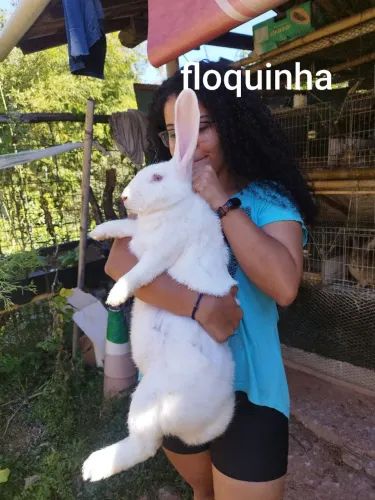 Coelhos gigantes 