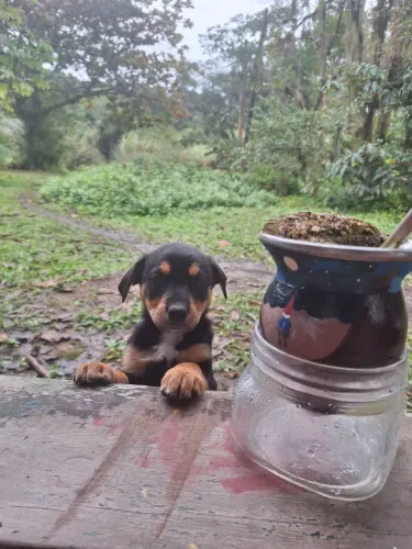 Filhotinhos de cachorro