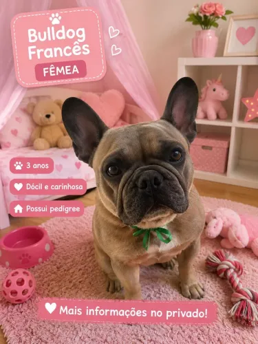 Buldogue francês fêmea 3 anos