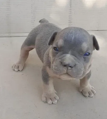 Filhote American Bully (Entrar em contato pelo WhatsApp da descrição)