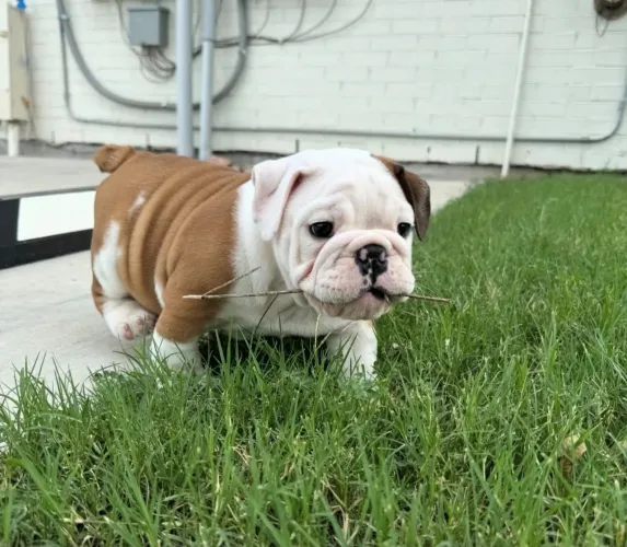 Vendo filhote de bulldog inglês 