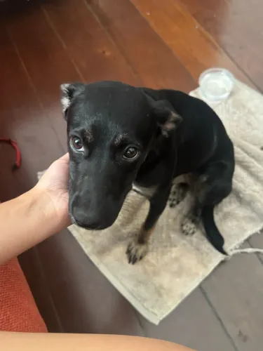 Cachorro fêmea Dócil Adoção