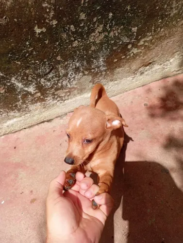 Doação responsável. Lindo cachorrinho macho!