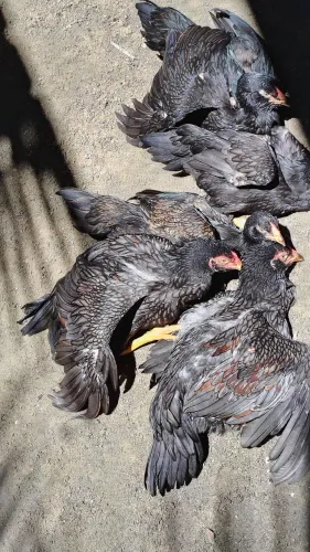 Casal de frangos da raça Mura com 5 meses 350 individual 200