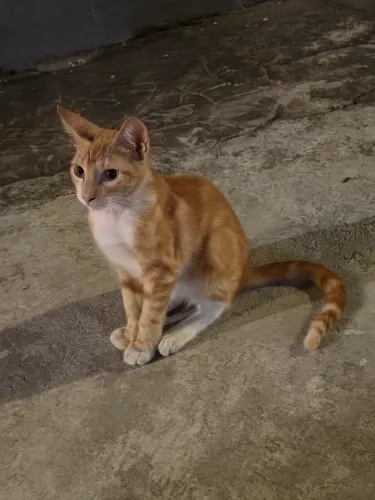 Doando filhotes de gatos