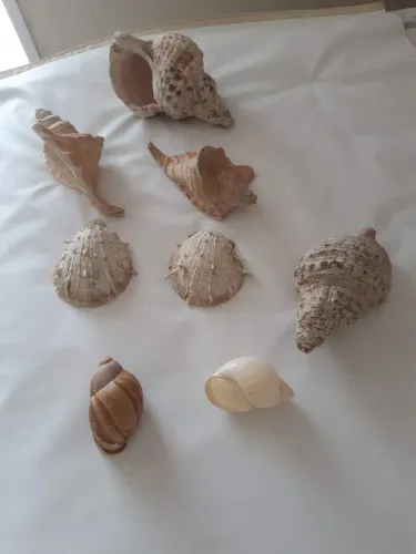 Conjunto de conchas decorativas maritimas