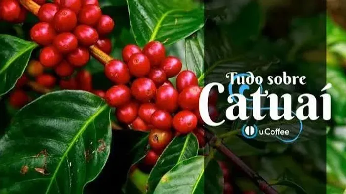 MUDAS DE CAFÉ CATUAI VERMELHO N°144