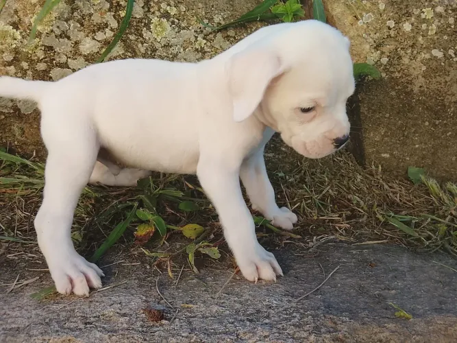 Boxer branco