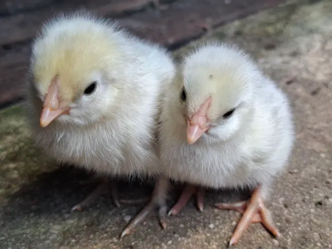 Pintinhos 
