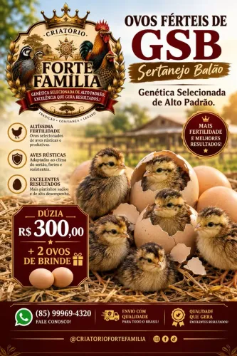 GSB galados. Selecionados de alto padrão
