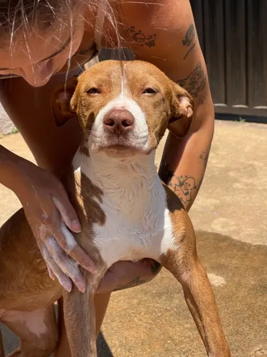 Cachorro pitbull fêmea filhote