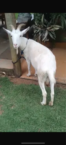 Cabra 1ªcria leia o anúncio 