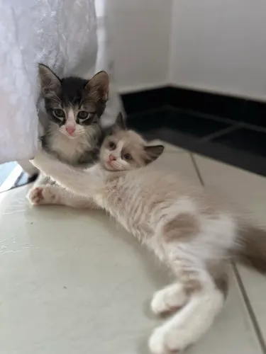 Gatinhos para adoção!
