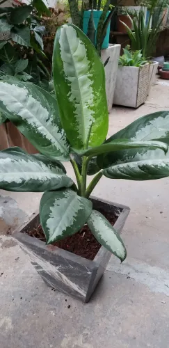 Vaso com planta, tm 24x24x24cm vl: 60$, cor: cinza listrada 