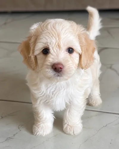 Poodle macho