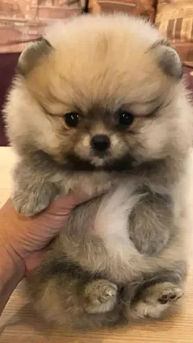 Lulu da Pomerânia mini com pedigree