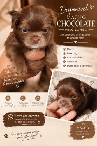 Chihuahua filhote