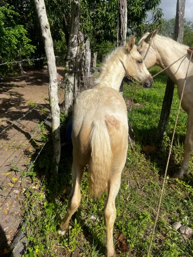 Potra pra vender ou comércio do meu agrado