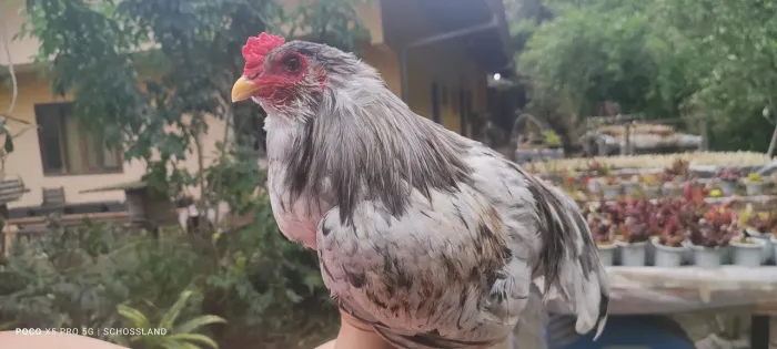 Galo jovem ameraucana